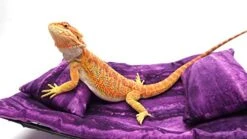 Chaise Lounge For Bearded Dragons, Purple Sawgrass Fabric 9 Chaise Lounge For Bearded Dragons, Purple Sawgrass Fabric -Amazon Store 41Lb70wzoHL