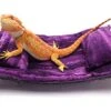 Chaise Lounge For Bearded Dragons, Purple Sawgrass Fabric 1 Chaise Lounge For Bearded Dragons, Purple Sawgrass Fabric -Amazon Store 41XNAoHm9UL